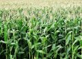 COVID-19: Maize Farmers cut down production by 30%