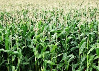 COVID-19: Maize Farmers cut down production by 30%
