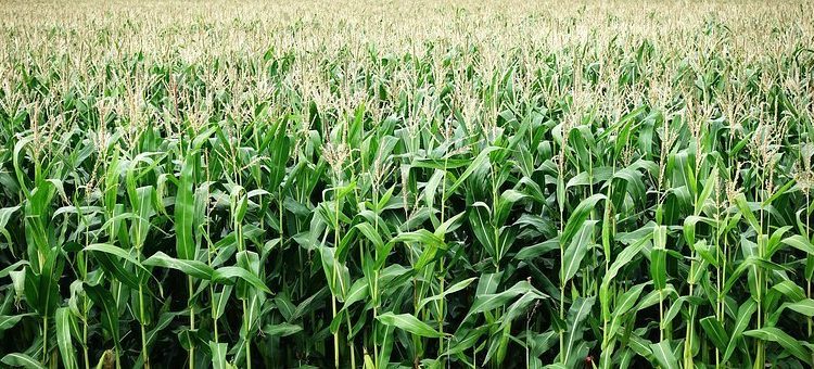 COVID-19: Maize Farmers cut down production by 30%