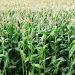 COVID-19: Maize Farmers cut down production by 30%