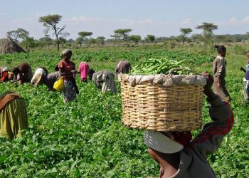 Agriculture: Buhari signs PVP Bill into law