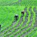 Agriculture: Buhari signs PVP Bill into law