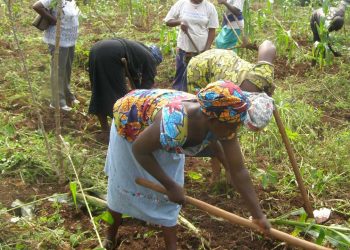 FG sets up registration portal for 10 million farmers