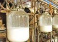 Kano to Boost Milk Production in Nigeria