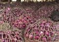 Over 2.5bn Naira worth of Onions destroyed by Fire in Sokoto