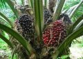 Oil palm producers seek N200bn intervention fund from CBN