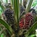 Oil palm producers seek N200bn intervention fund from CBN