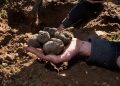 A Pioneer of South Africa’s Budding Truffle Cultivation Industry