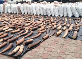 Nigeria Thwarts Wildlife Smuggling Plan