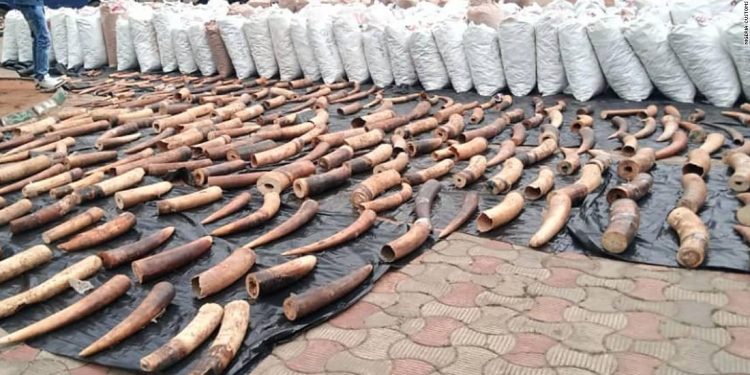 Nigeria Thwarts Wildlife Smuggling Plan