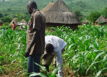 Farmers, others seek rejig of anchor borrowers’ programme