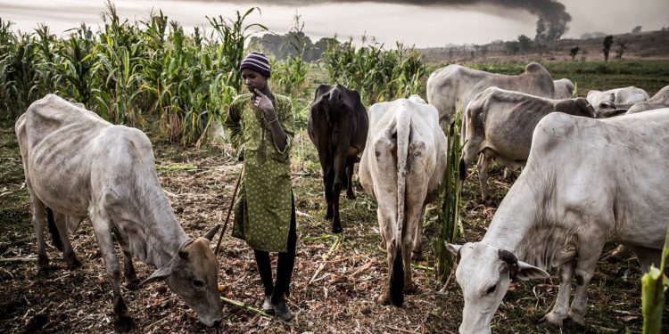 Anglican bishops back South governors, warn open grazing will cause food shortage