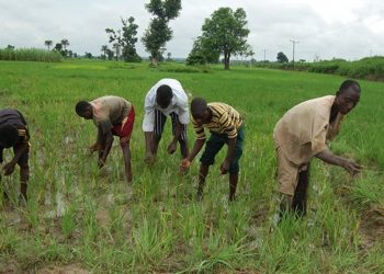 CBN to publish names of agric loan defaulters