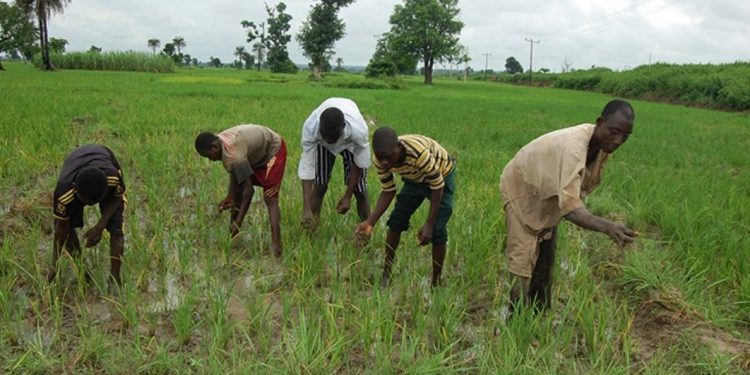 CBN to publish names of agric loan defaulters