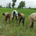 CBN to publish names of agric loan defaulters