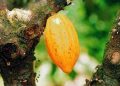 Nigeria’s cocoa value chain receives US $22m boost