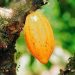 Nigeria’s cocoa value chain receives US $22m boost