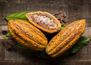 Nigeria’s cocoa value chain receives US $22m boost