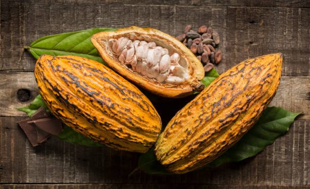 Nigeria’s cocoa value chain receives US $22m boost