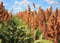 FG Vows to Make Nigeria Self-sufficient in Sorghum Production