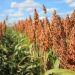 FG Vows to Make Nigeria Self-sufficient in Sorghum Production