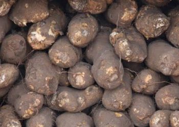 Nigeria leads in yam production, exports none – FG –