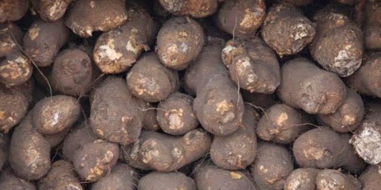 Nigeria leads in yam production, exports none – FG –