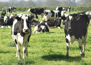 Livestock accounts for over 40% of global Agric GDP – FG