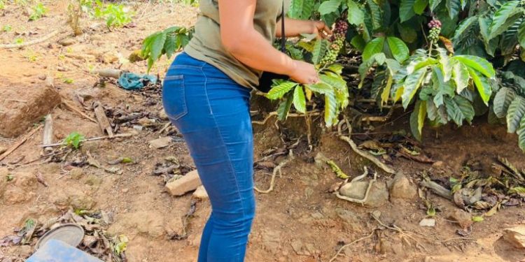 Unearthing the Essence of Coffee: Ivy Wereh’s story as CEO CafeMagnifico