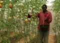 Greenhouse Farming Offers Hope for Food Security in Mogadishu, Somalia