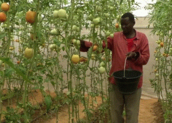 Greenhouse Farming Offers Hope for Food Security in Mogadishu, Somalia