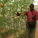 Greenhouse Farming Offers Hope for Food Security in Mogadishu, Somalia