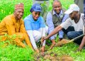 FirstBank, NCF Launch Tree Planting Initiative In FCT To Combat Climate Change