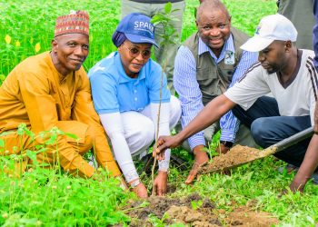 FirstBank, NCF Launch Tree Planting Initiative In FCT To Combat Climate Change