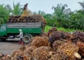 Nigeria Spends $600m Annually on Palm Oil Imports — Agriculture Minister
