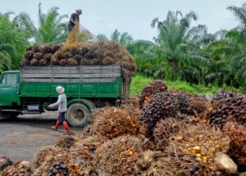 Nigeria Spends $600m Annually on Palm Oil Imports — Agriculture Minister