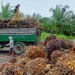 Nigeria Spends $600m Annually on Palm Oil Imports — Agriculture Minister