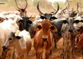 Nigeria-Brazil Livestock Deal Poised to Boost Global Animal Genetics Market