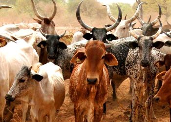 Nigeria-Brazil Livestock Deal Poised to Boost Global Animal Genetics Market
