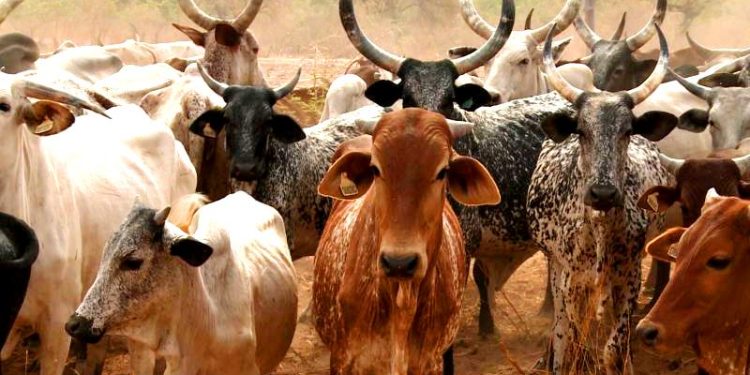Nigeria-Brazil Livestock Deal Poised to Boost Global Animal Genetics Market