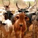 Nigeria-Brazil Livestock Deal Poised to Boost Global Animal Genetics Market