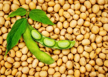 FG Launches National Soybean Policy to Boost Food Security, Create 1 Million Jobs