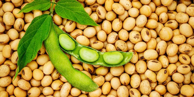 FG Launches National Soybean Policy to Boost Food Security, Create 1 Million Jobs