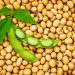 FG Launches National Soybean Policy to Boost Food Security, Create 1 Million Jobs