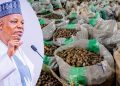 Tinubu Approves Six-Month Ban on Raw Shea Nut Export to Boost Local Industry