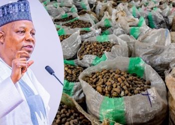 Tinubu Approves Six-Month Ban on Raw Shea Nut Export to Boost Local Industry