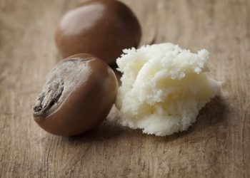 Shea Nut Prices Rebound as Domestic Processing Rises After Export Ban