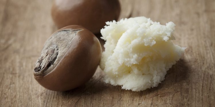 Shea Nut Prices Rebound as Domestic Processing Rises After Export Ban