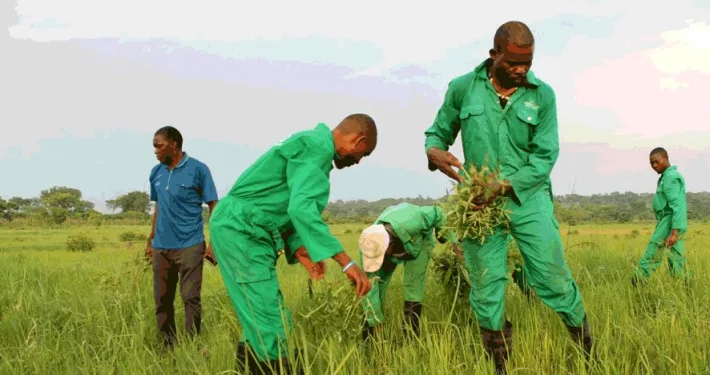 FG Launches National Farmers Soil Health Scheme to Boost Crop Yields, Cut Production Costs