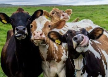 Morocco, Poland Sign MoU to Boost Animal Health Cooperation and Trade